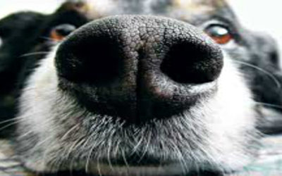 Seeing the World Through My Dog’s Nose
