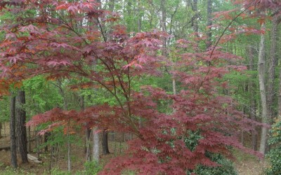 Hugging Trees and Thanking God